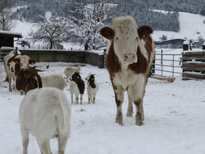 Bio-Bauernhof Bild 20